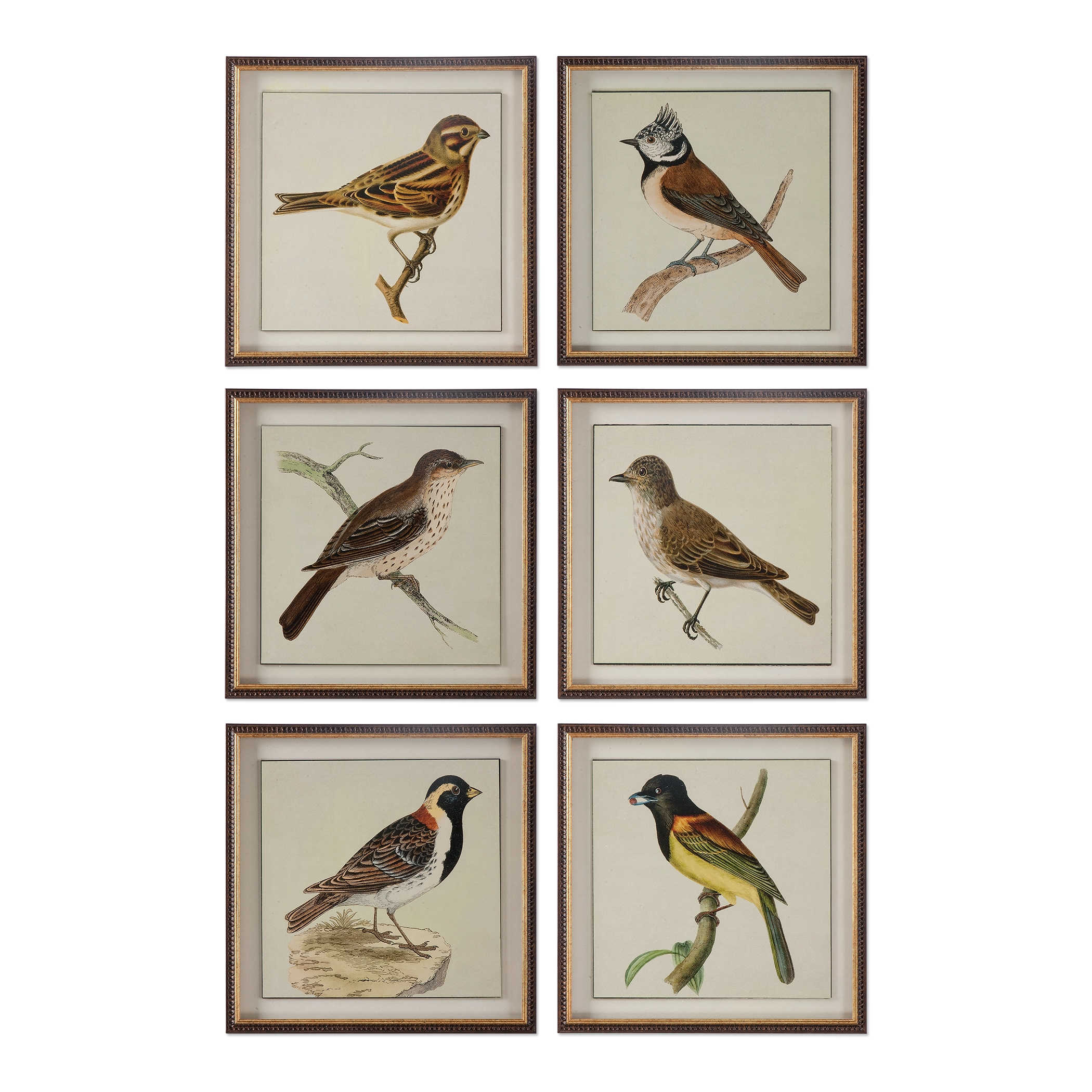 Bird Prints Spring Soldiers
