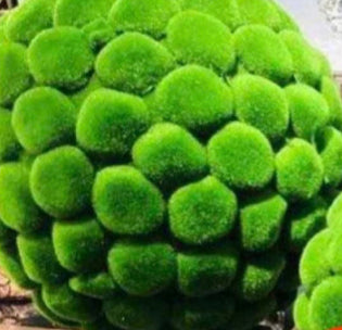 Green Moss Accent Balls